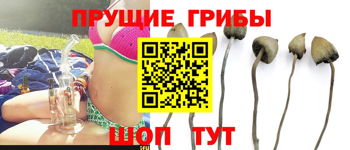 Галлюциногенные грибы Psilocybe Североуральск
